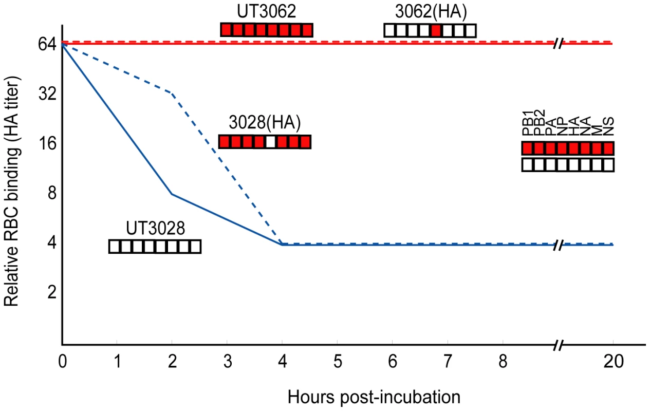 UT3062 and UT3028 differ in their virus elution ability from erythrocyte.