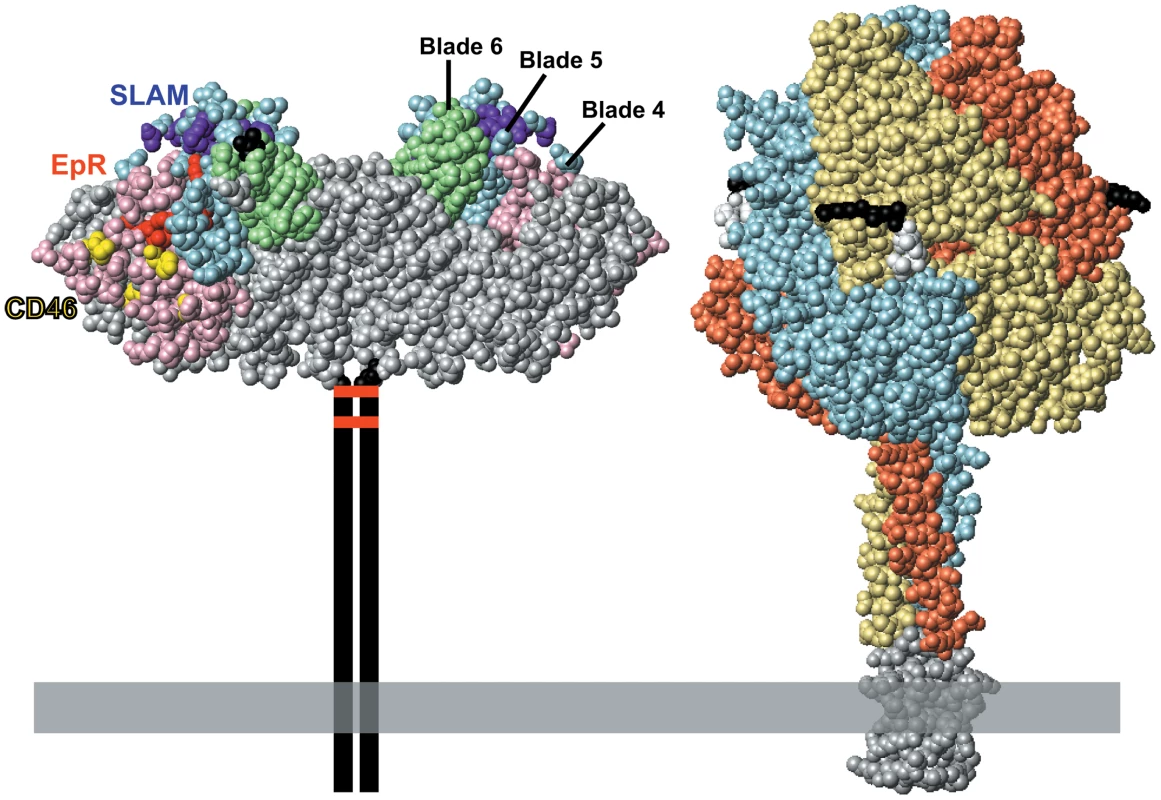 The paramyxovirus envelope glycoproteins.