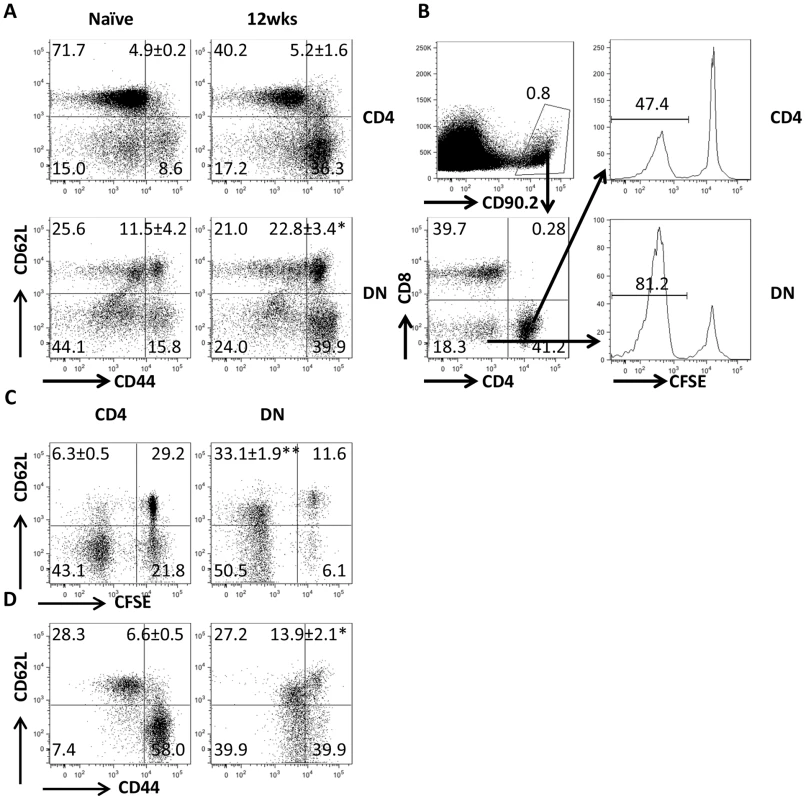 DN T cells from <i>L. major</i>-infected mice display phenotypic characteristic of memory cells.