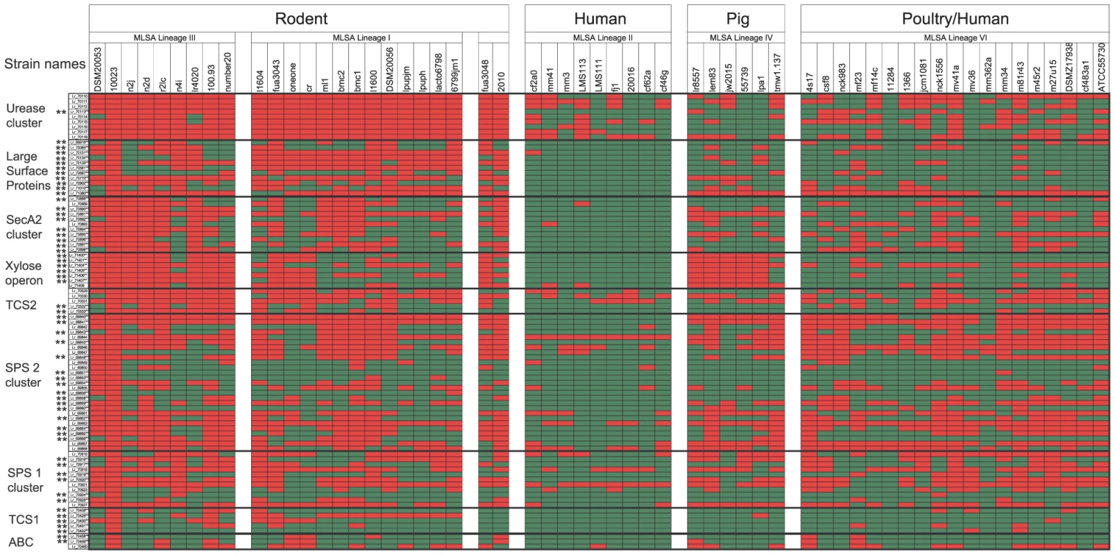 Distribution of genes that belong to putative genomic islands in 57 <i>L. reuteri</i> strains.