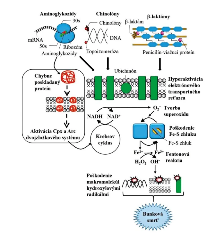 Model spoločnej dráhy bunkovej smrti pre baktericídne antibiotiká
Figure 1. Model of common cell death pathways for bactericidal antimicrobials