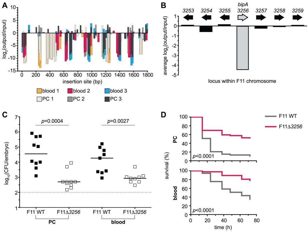 Retrospective deletion of the candidate gene <i>EcF11_3256/bipA</i> confirms Tn-seq as a useful tool for the identification of loci required for fitness and virulence.