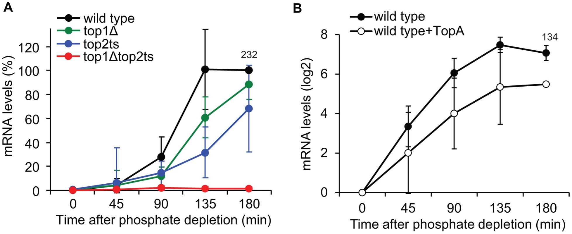 Changes in global DNA supercoiling levels affect <i>PHO5</i> transcription.