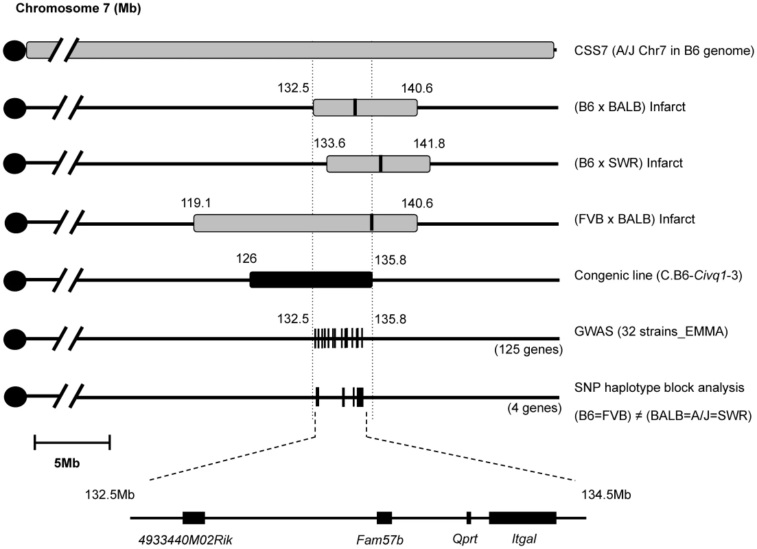 Fine mapping of <i>Civq1</i> harboring a causative candidate gene for infarct volume.