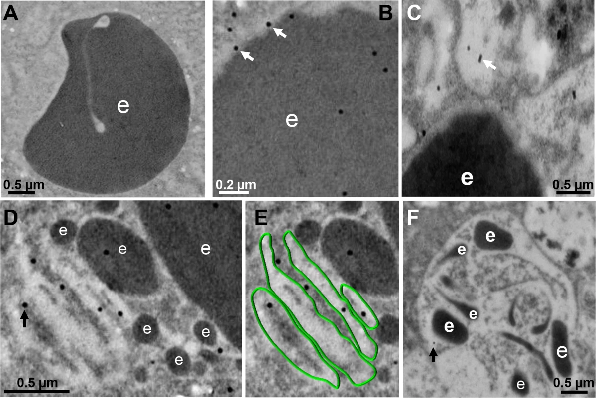Detection by TEM immunogold of EhVps32 on phagosomes and membranous concentric structures.