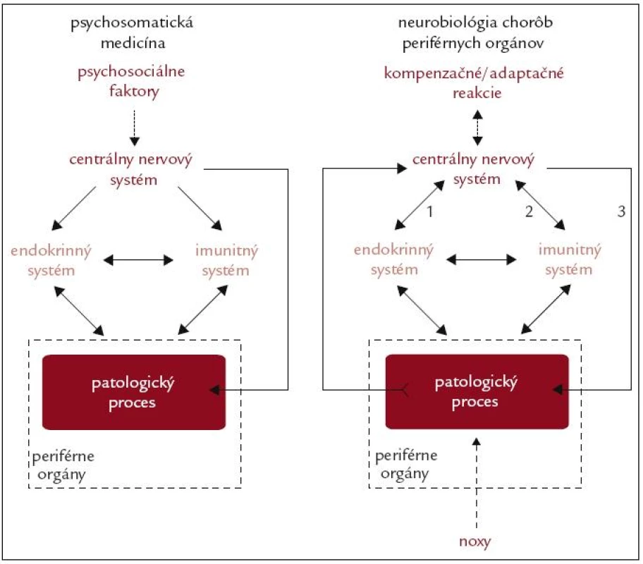 Schematické znázornenie konceptu psychosomatickej medicíny a neurobiológie chorôb periférnych orgánov. V koncepte psychosomatickej medicíny zohráva kľúčovú úlohu pôsobenie psychosociálnych faktorov (napr. stresory), ktoré prostredníctvom nervových, neuroendokrinných a neuroimunitných mechanizmov negatívne ovplyvňujú priebeh patologických procesov prebiehajúcich v periférnych orgánoch. V koncepte neurobiológie chorôb zohráva kľúčovú úlohu prenos signálov súvisiacich s patologickým procesom do centrálneho nervového systému. Pokiaľ pôsobiace noxy (napr. patogény, ischémia, mechanické, termálne alebo radiačné faktory) prekročia adaptačné schopnosti orgánu, dôjde k vzniku patologického procesu, ktorý podmieňuje vznik choroby. Signály, súvisiace s patologickým procesom (napr. nekróza buniek sprevádzaná uvoľnením intracelulárnych látok, ischémia sprevádzaná aktiváciou imunitných buniek a zmenou lokálneho pH), sú prenášané nervovými a humorálnymi dráhami do centrálneho nervového systému. Po spracovaní týchto signálov dochádza k aktivácii kompenzačných a adaptačných mechanizmov, pričom centrálny nervový systém prostredníctvom neuroendokrinných (1) a neuroimunitných (2) interakcií, ako aj priamo prostredníctvom autonómnej inervácie (3), ovplyvňuje priebeh danej choroby.