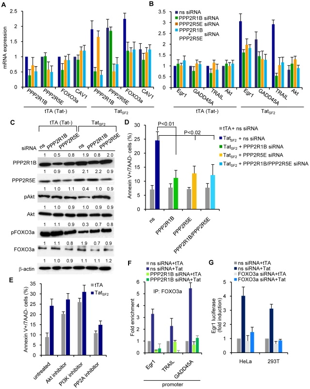 siRNA-mediated knockdown of PP2A reduces Tat-induced apoptosis in Jurkat T cells.