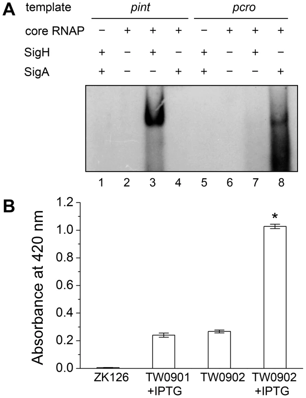 Direct evidence of σ<sup>H</sup>-dependent transcription from <i>pint</i> is observed both <i>in vitro</i> and <i>in vivo</i>.