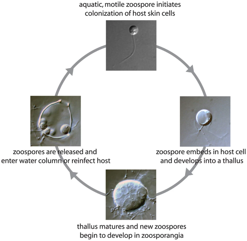 Life cycle of the pathogenic chytrid fungus <i>Batrachochytrium dendrobatidis</i>.