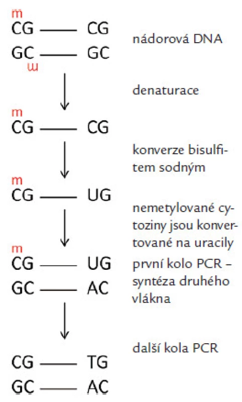 Změny v nukleotidové sekvenci po konverzi bisulfitem sodným/změna nemetylovaného cytozinu na uracil a jeho párování s adeninem a zachování párování u metylovaného cytozinus guaninem.