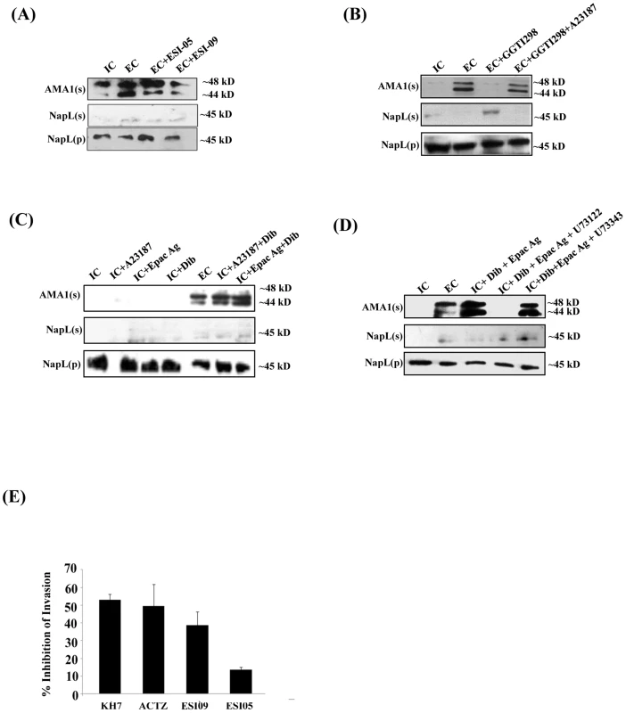 Role of Epac and PKA in regulation of microneme secretion and erythrocyte invasion by <i>P. falciparum</i> merozoites.
