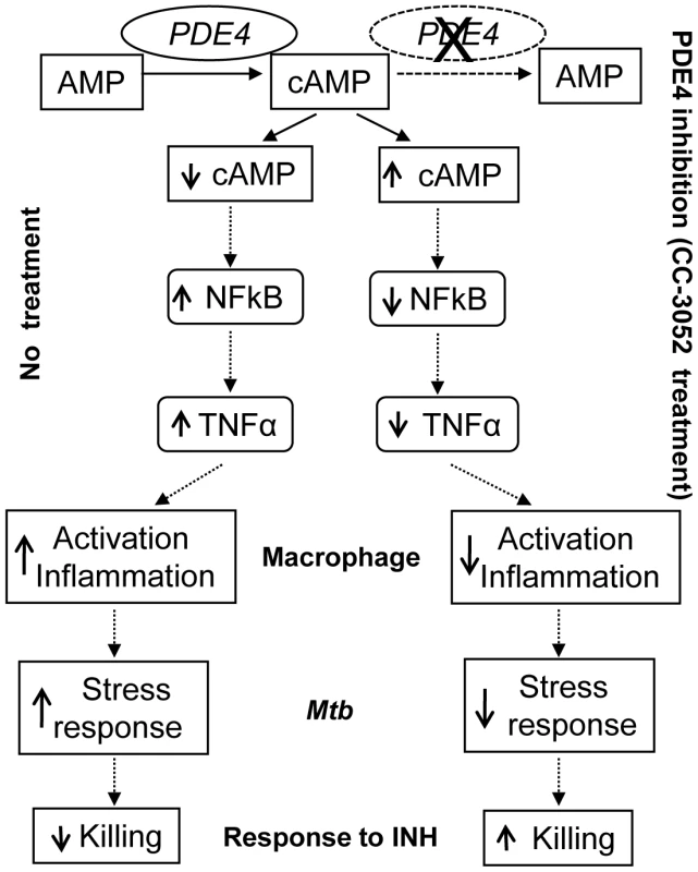 Schematic representation of the mechanism by which CC-3052 treatment affects macrophage activation and improve INH-mediated &lt;i&gt;Mtb&lt;/i&gt; killing in the lungs of infected rabbits.