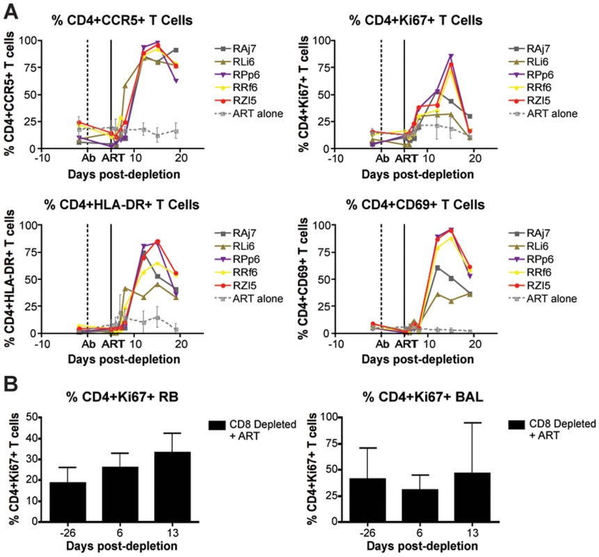 CD8+ lymphocyte depletion results in a rise in activated CD4+ T cells.