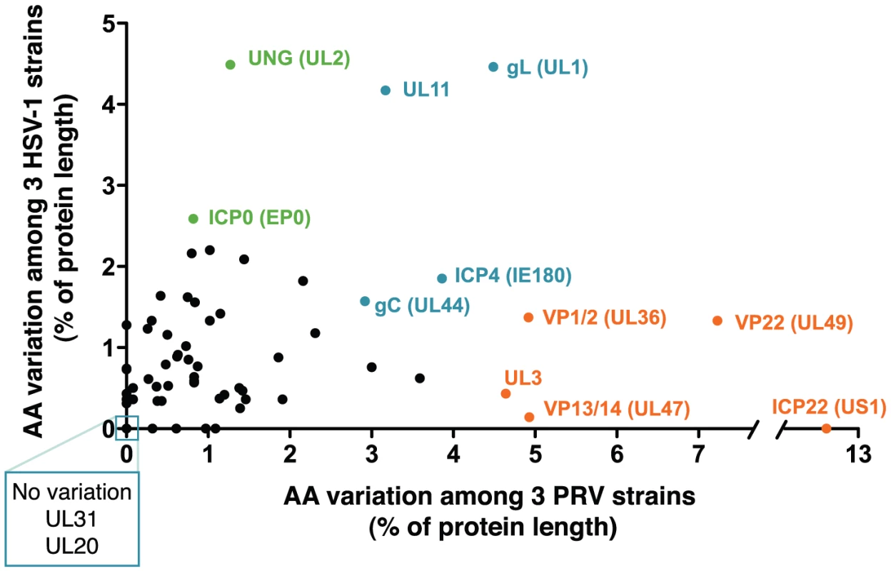 Inter-strain diversity in protein coding sequences, in PRV as compared to HSV-1.