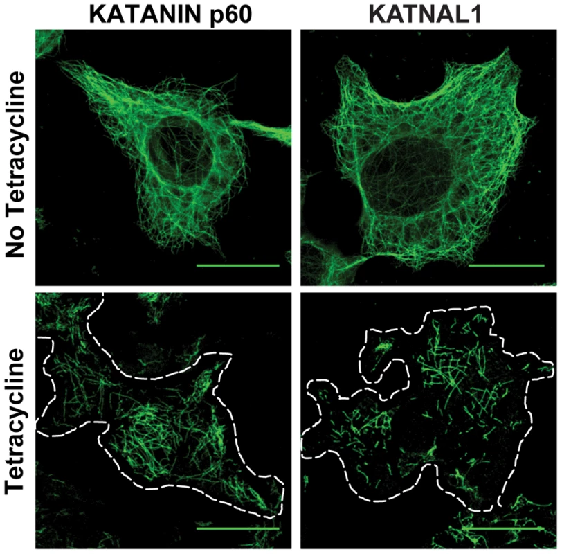 KATNAL1 is a microtubule severing protein.