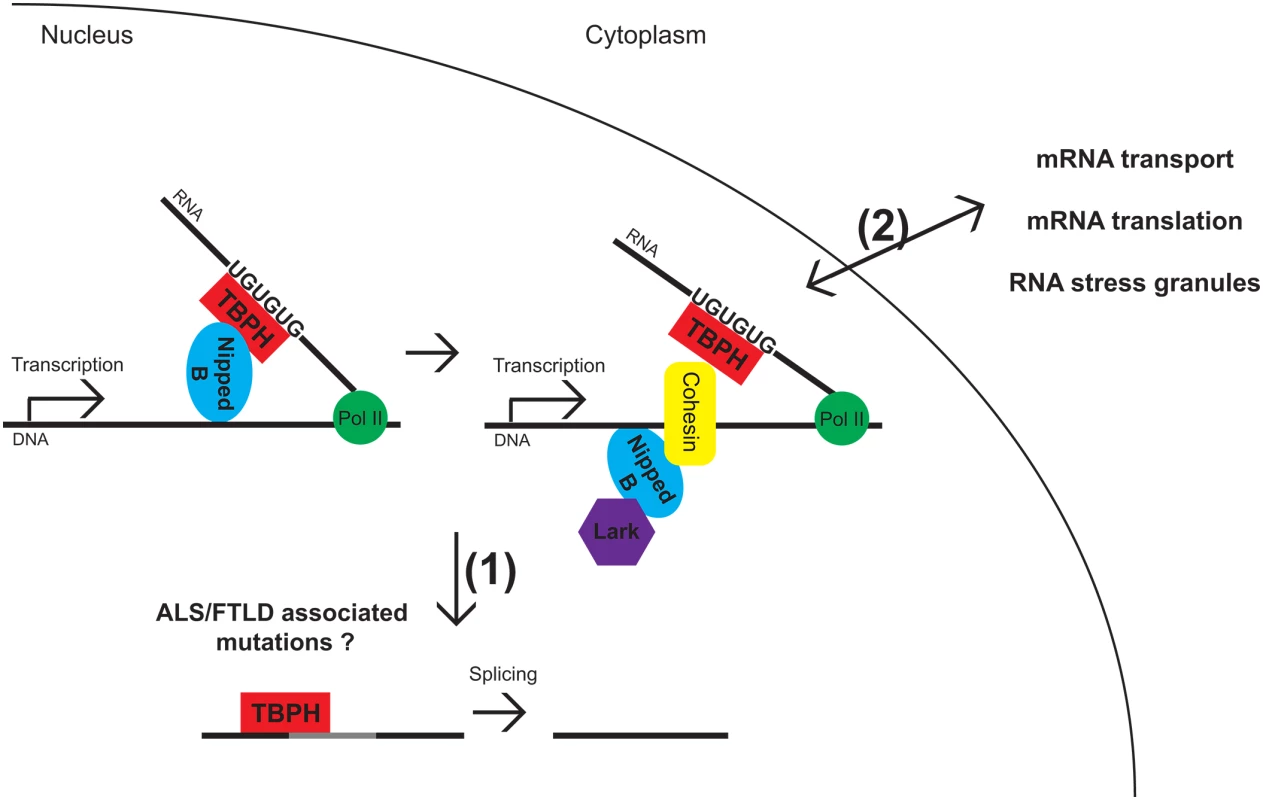 Model for TBPH and Lark interacting with Nipped-B and cohesin.