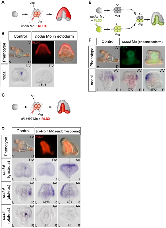 Establishment of left-right asymmetry requires reciprocal Nodal signaling between the ectoderm and endomesoderm.