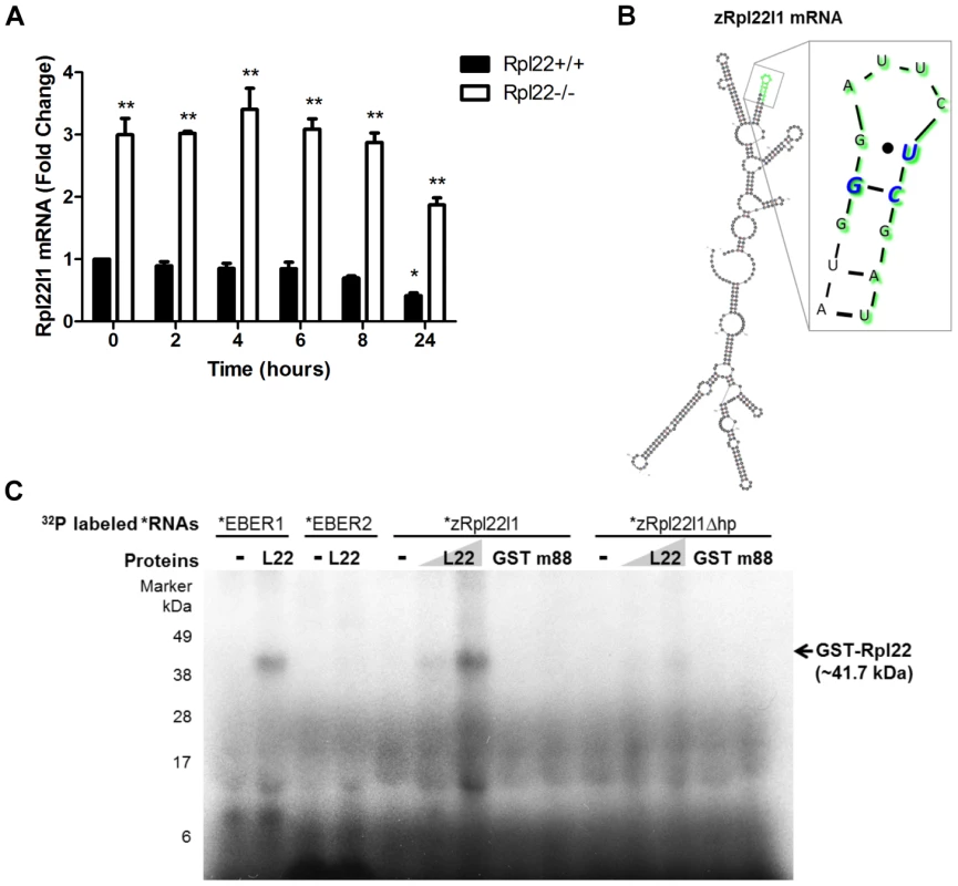 Rpl22 directly binds <i>Rpl22l1</i> mRNA to regulate its expression levels.