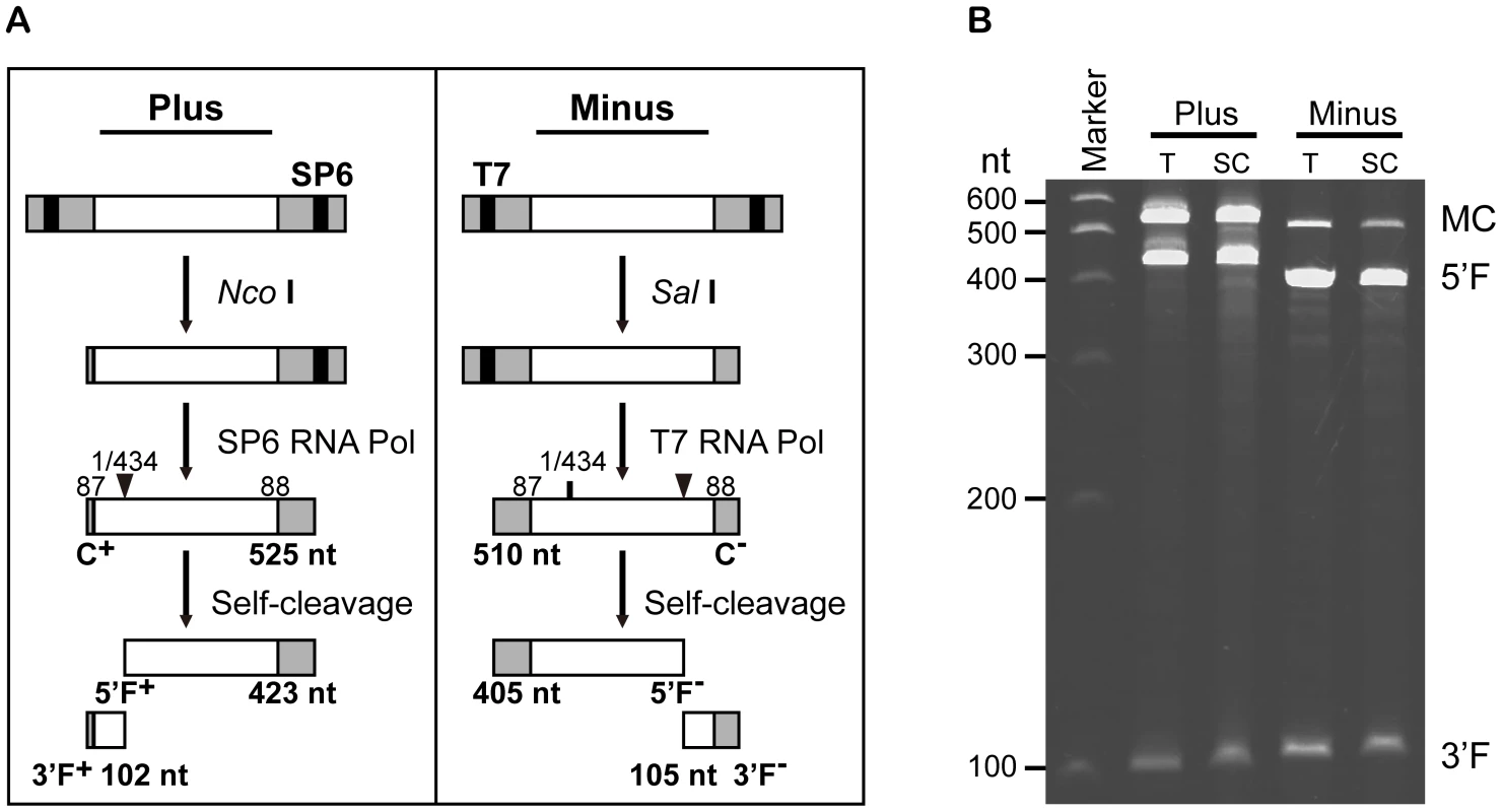 <i>In vitro</i> synthesis and self-cleavage of monomeric plus and minus RNAs of AHVd-like RNA.