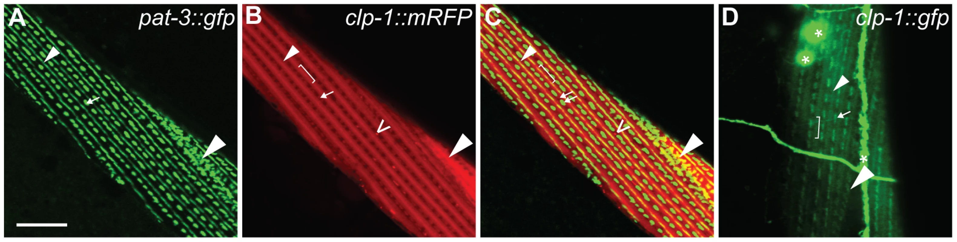 Ectopic <i>unc-54p::clp-1::mrfp</i> localizes to M-lines and adhesions plaques in body wall muscle.