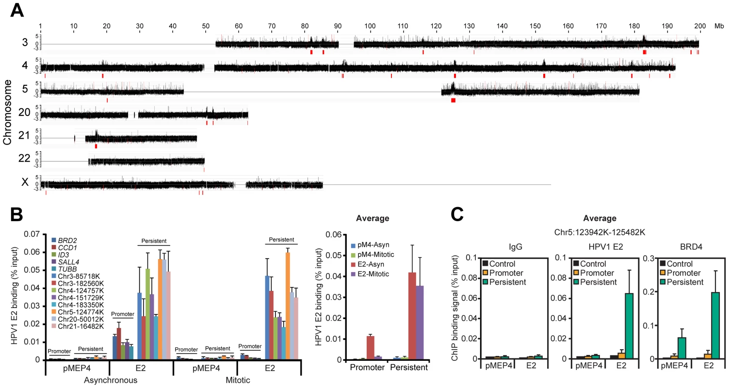 HPV1 E2 binds to broad regions of mitotic chromatin.