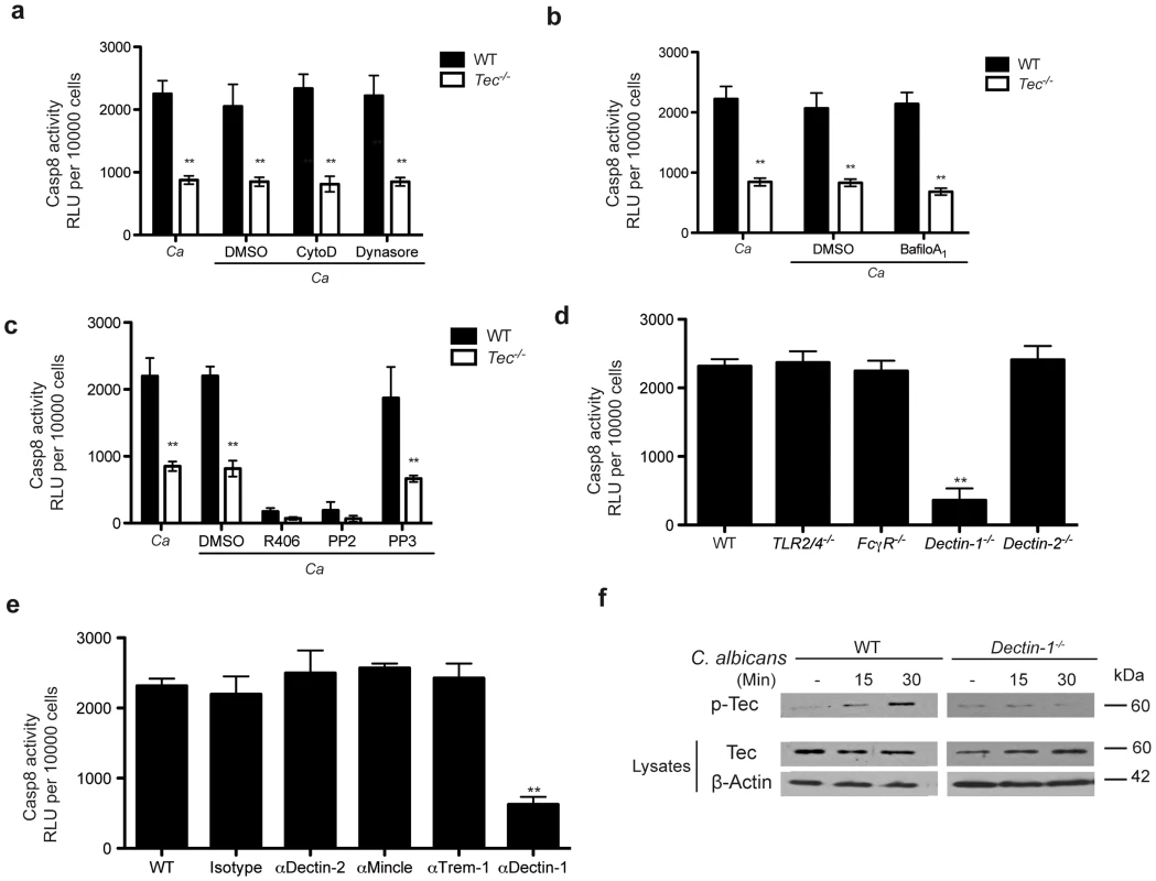 Dectin-1 is required for Tec-dependent caspase-8 activation.