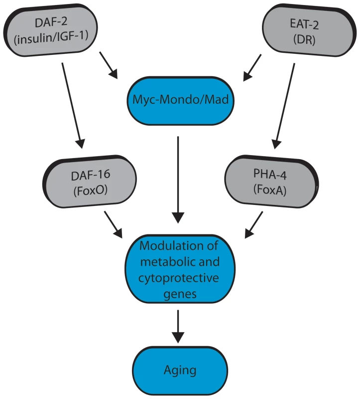 Model for Myc-Mondo/Mad transcription factors in longevity control under basal conditions the Myc-Mondo activation complex (MML-1:MXL-2) is largely inactive, and transcription of genes encoding functions related to aging is limited by the Mad transcriptional repression complex (MDL-1:MXL-1).