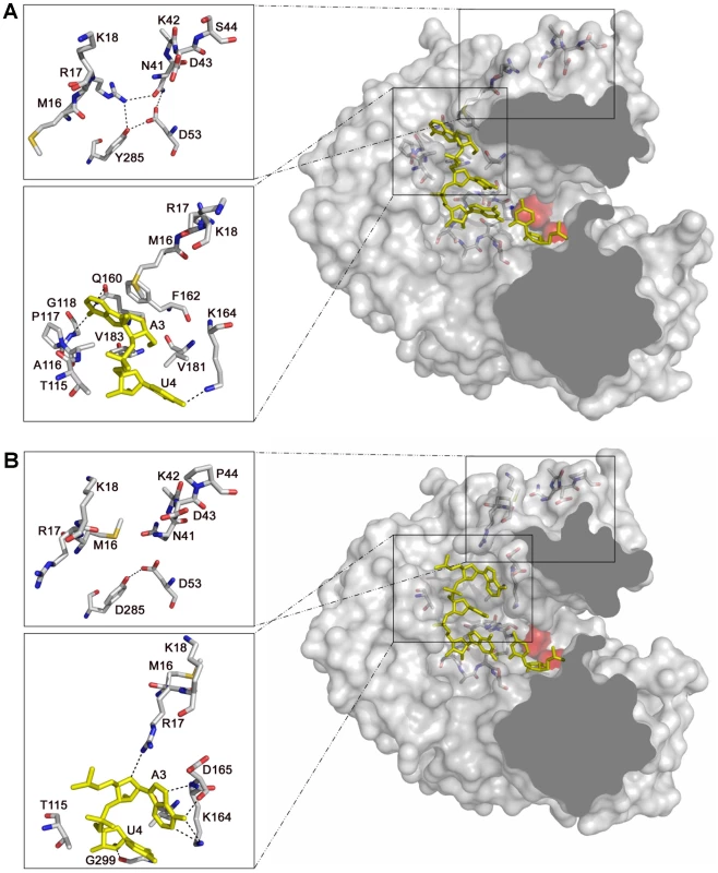 Structure and interactions in the template channel of the FMDV 3D polymerase.