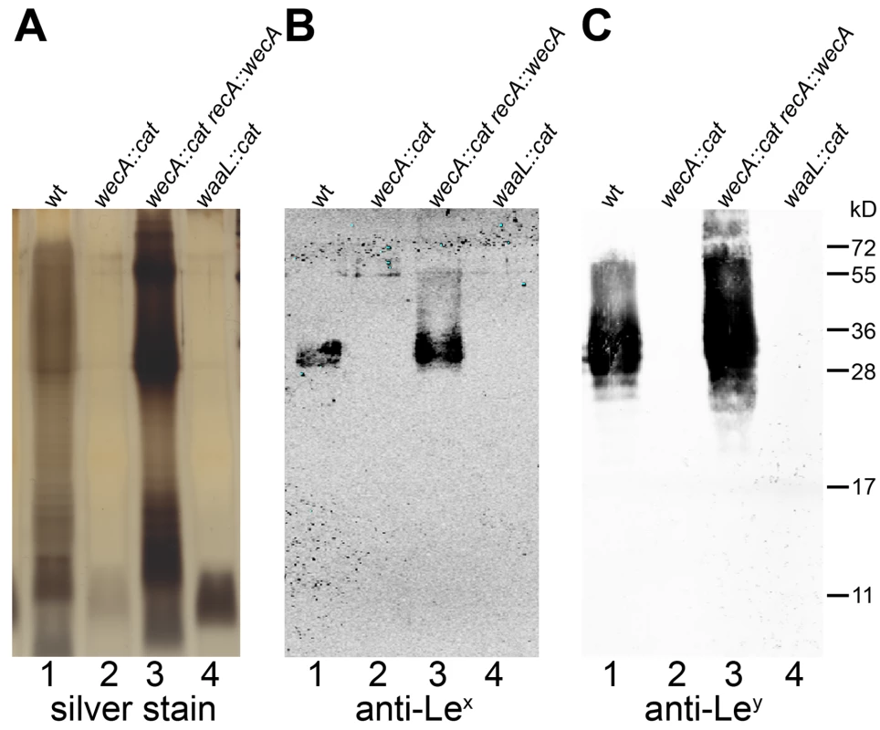 LPS of <i>H. pylori wecA</i> and <i>waaL</i> mutant strains contains no O antigens.