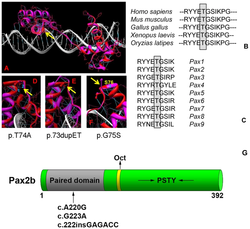 Homology modeling of the wild-type and mutant Pax2 paired domain-DNA complex.
