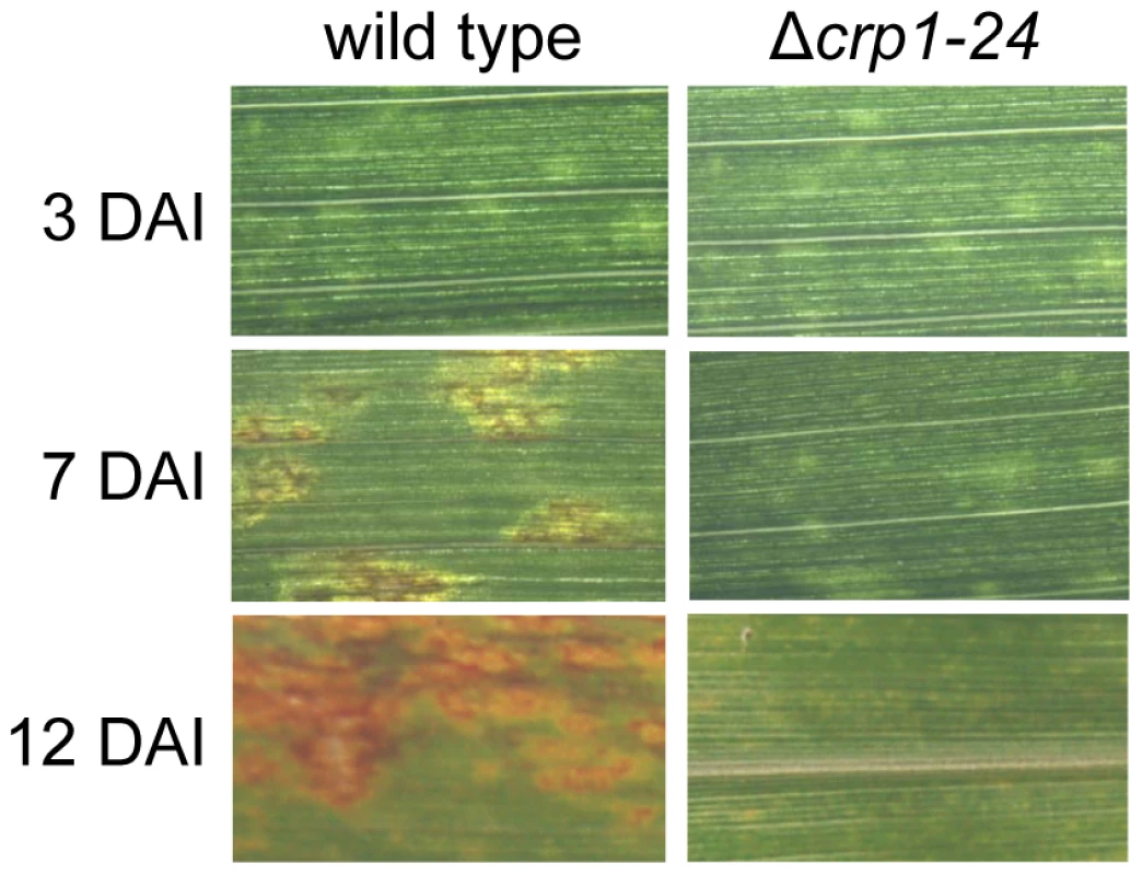 <i>CRP1</i> regulates lesion formation in <i>C. zeae-maydis</i>.