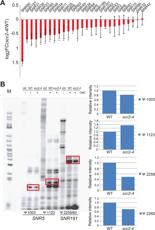 Pseudouridylation of rRNA is reduced in the <i>scc2-4</i> mutant.