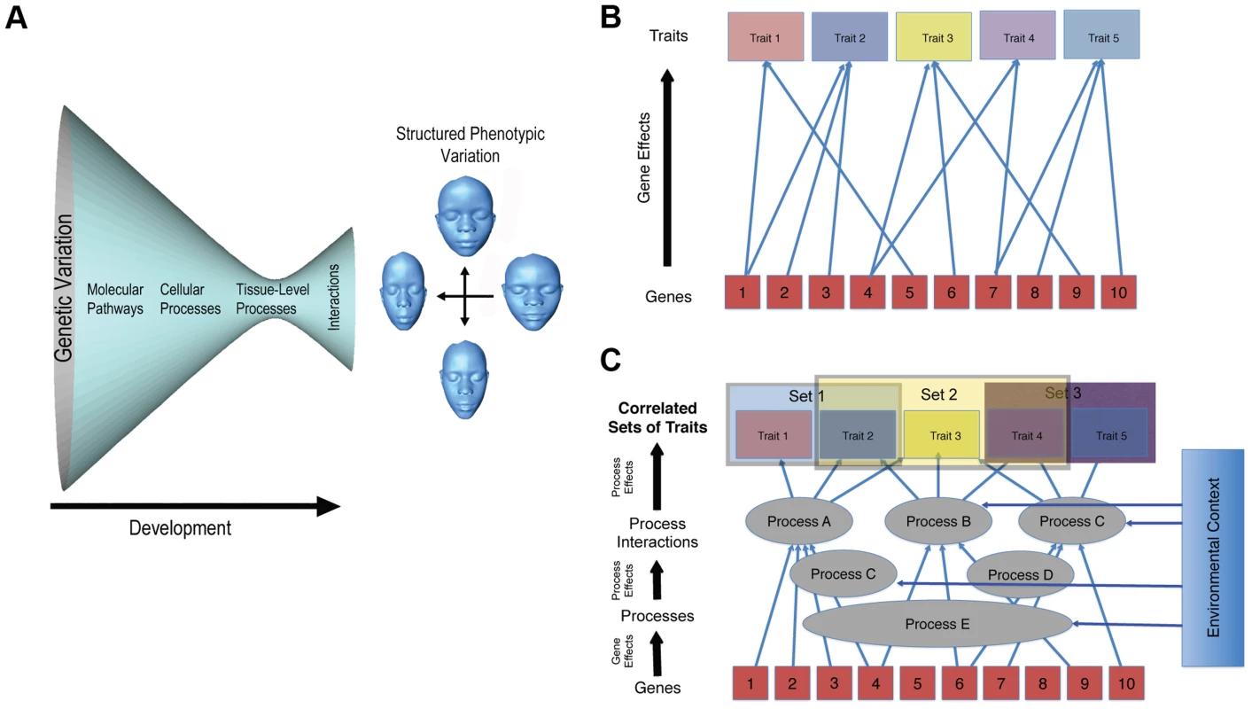 Two complementary depictions of the developmental architecture underlying the genotype–phenotype map for complex traits.