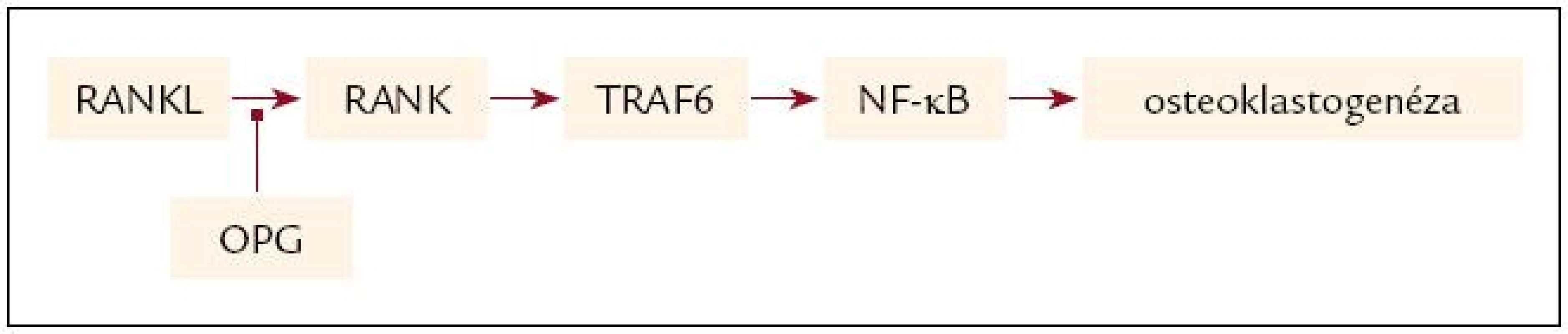 Aktivácia signálnej transdukčnej cesty väzbou RANKL na RANK a jej inhibícia sprostredkovaná OPG.