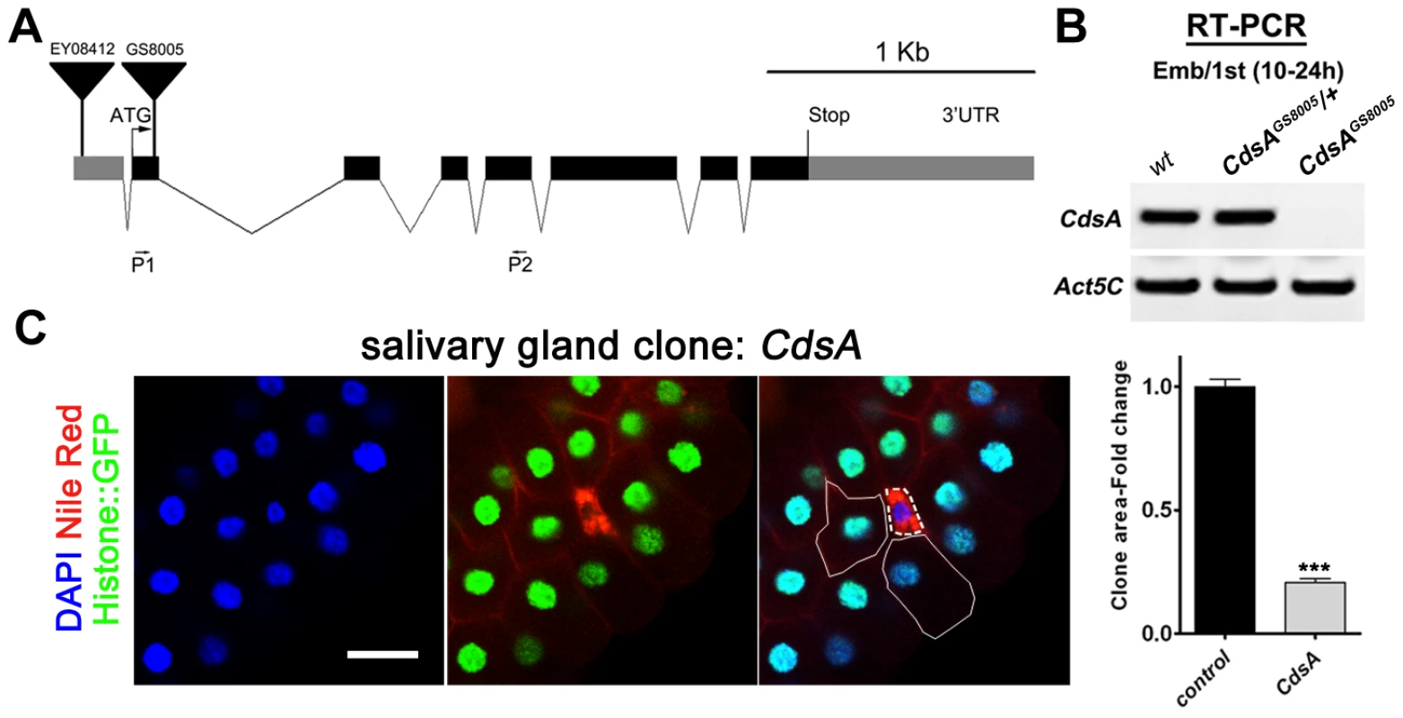 <i>CdsA</i> mutations affect salivary gland fat storage and cell size.