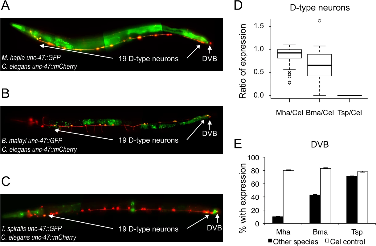 <i>unc-47</i> regulatory sequences from distantly-related nematodes drive expression in <i>C</i>. <i>elegans</i>.