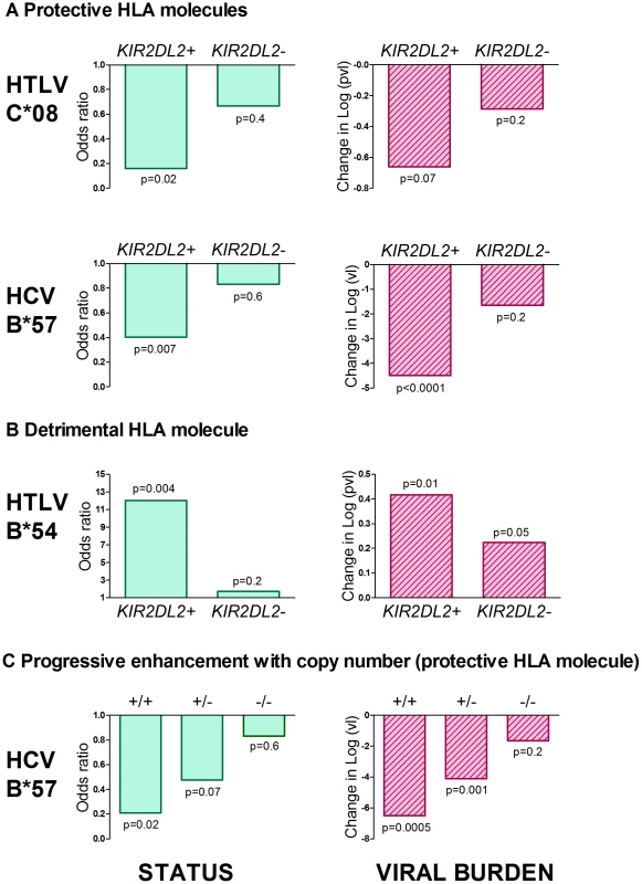 <i>KIR2DL2</i> enhances HLA class I mediated antiviral-immunity.