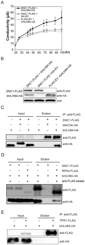 bHLH84 interacts with SNC1 or RPS4 <i>in planta</i>.