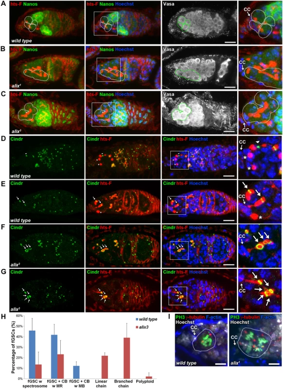 ALIX controls abscission in <i>Drosophila</i> female germline stem cells.