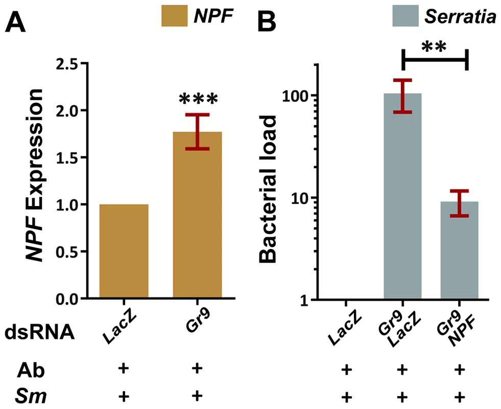 The Gr9 antibacterial effect mostly relies on changes in <i>NPF</i> expression.
