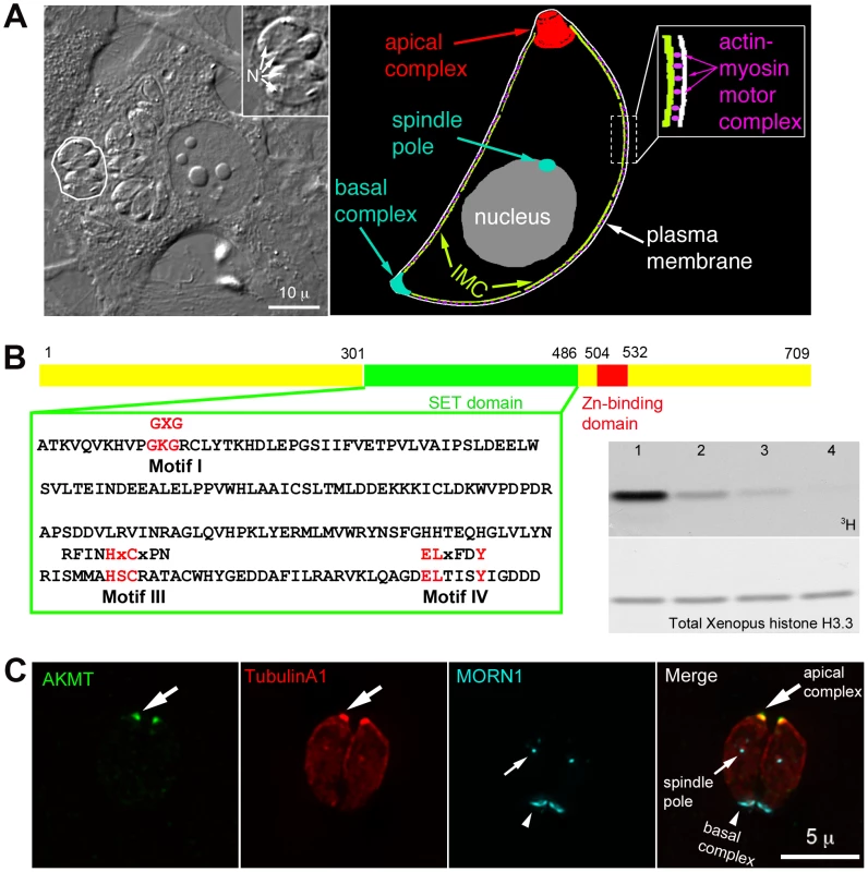 AKMT is a novel lysine methyltransferase localized to the apical complex in intracellular parasites.