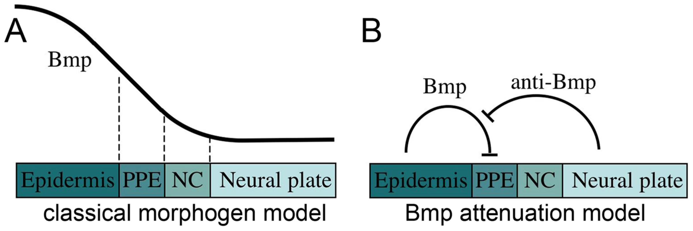 Models for the role of Bmp in preplacodal specification.
