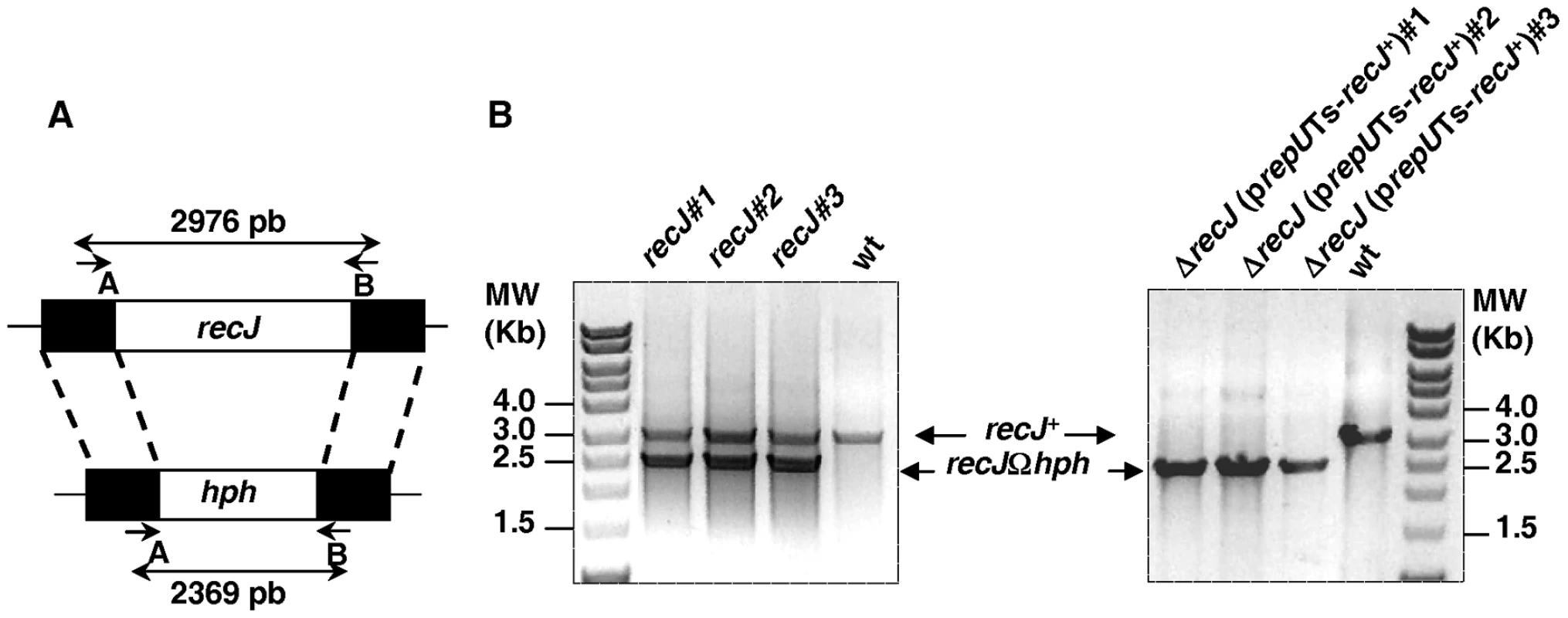 Schematic representation and test of deletion-substitution in the <i>D. radiodurans recJ</i> gene.
