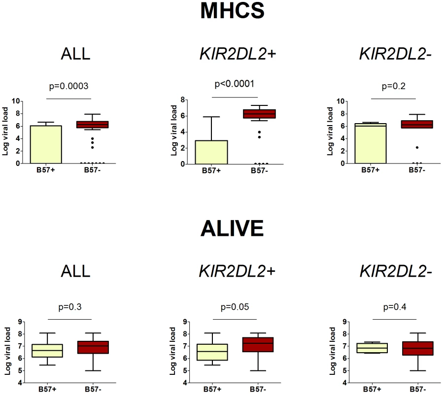 The impact of <i>HLA-B*57</i> and <i>KIR2DL2</i> on HCV viral load.