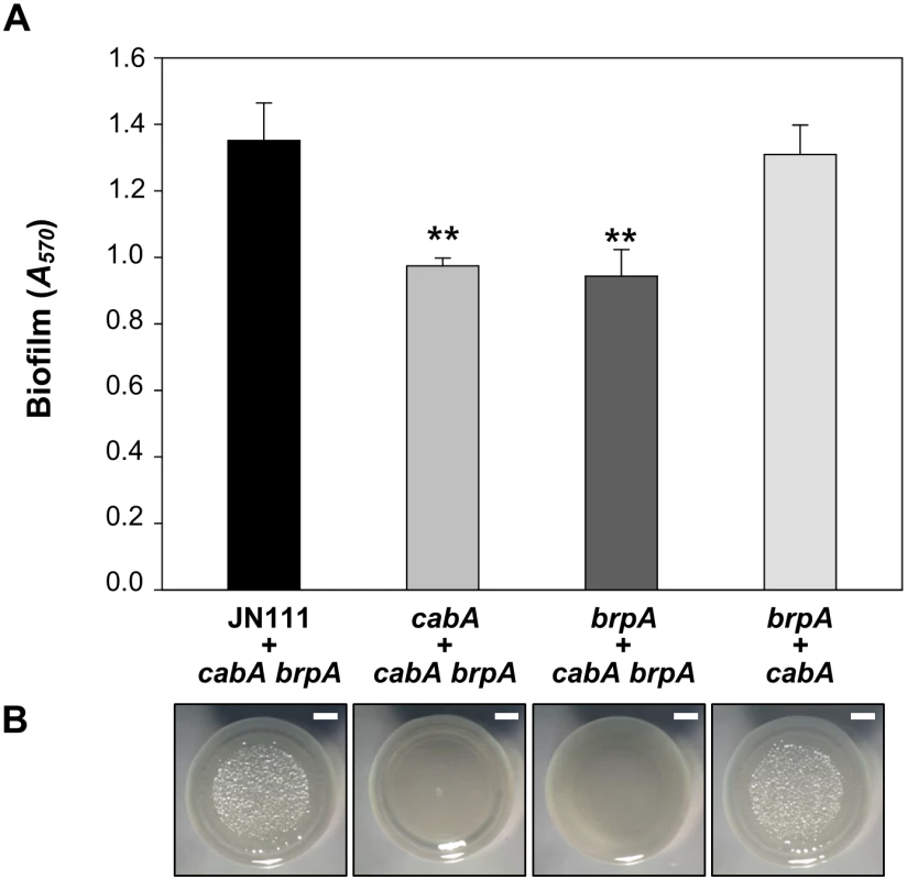 Extracellular complementation by co-culturing the mutants which lack either EPS or CabA.