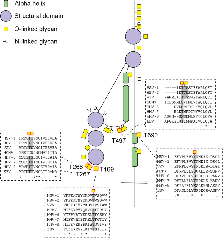 Conservation of O-linked glycosylation sites within the ectodomain of glycoprotein B between human herpesviruses.