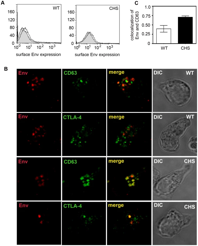 HIV-1 Env colocalizes with SL-associated proteins following endocytosis from the plasma membrane.