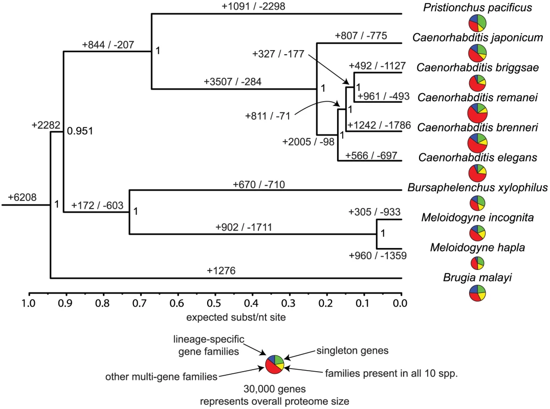 Evolutionary dynamics of gene families in nematodes.