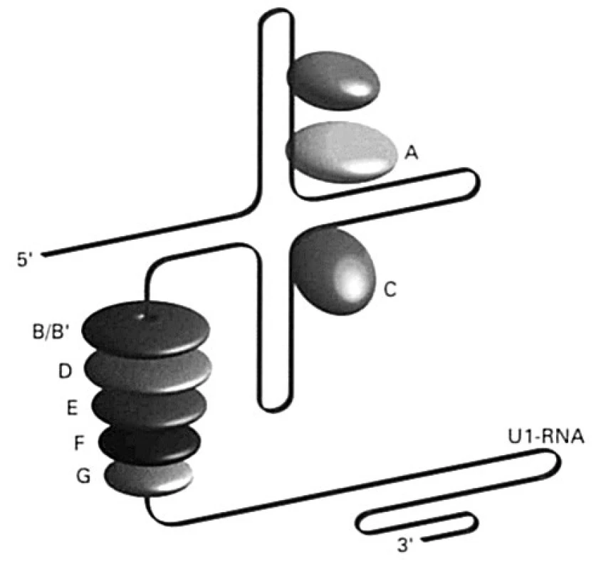 Schematické znázornenie nukleárneho aparátu podieľajúcom sa na úprave hnRNA – vyštepovača Vyštepovač (splicesome) je komplex ribonukleovej kyseliny bohatej na uridín (U1, U2, U4-6, U5, alebo U6), ktorá sa spája so skupinou proteínov (70, A, B/B1, C, D, E, F, G)
Fig. 5. Diagrammatic representation of the nuclear system implicated in the modification of the hnRNA – spliceosome The spliceosome is a complex of ribonucleic acid rich in uridine (U1, U2, U4-6, U5, or U6) coupled with a group of proteins (70, A, B/B1, C, D, E, F, G)