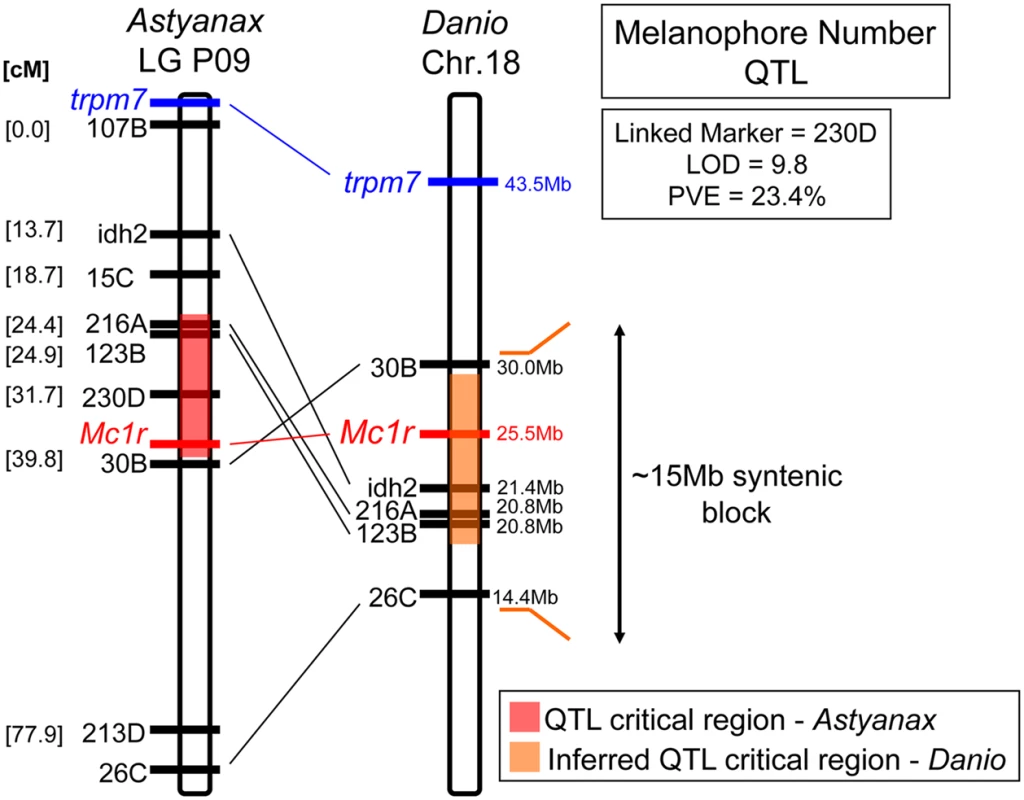 <i>Astyanax</i> linkage group P09 anchors strongly to <i>Danio</i> chromosome 18.